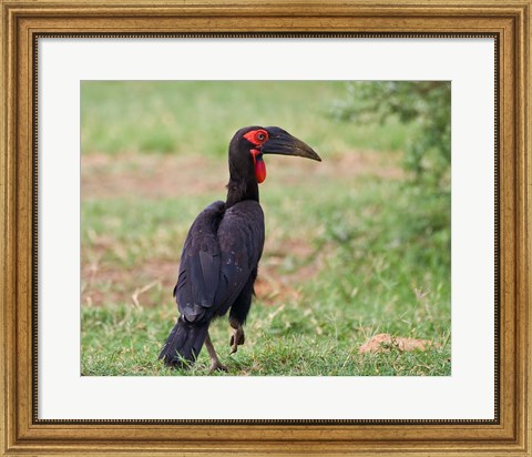 Framed Tanzania, Southern Ground Hornbill bird Print