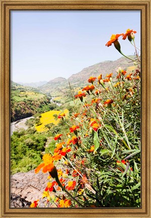 Framed Tagetes plants and landscape, Ethiopia Print