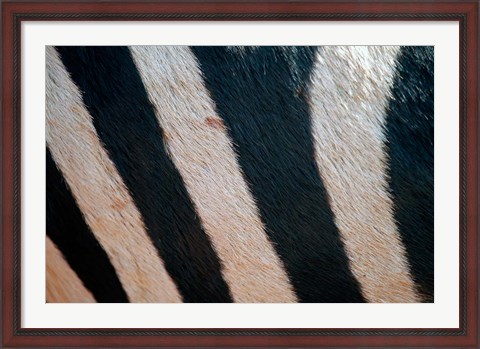 Framed Tanzania, Ngorongoro Crater. Zebra stripes Print