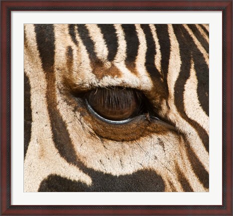 Framed Tanzania, Tarangire National Park, Common zebra eye Print