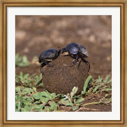 Framed Tanzania, Ndutu, Ngorongoro, Dung Beetle insects Print