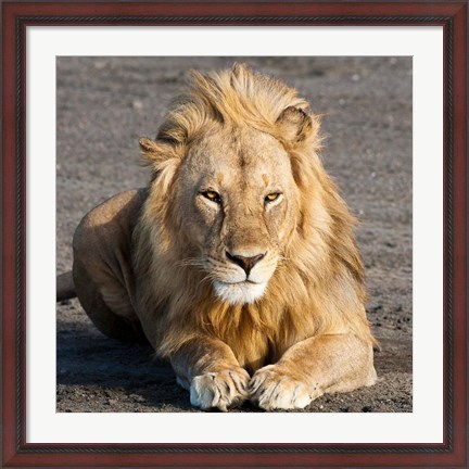 Framed Tanzania, Ngorongoro Conservation Area, Lion Print