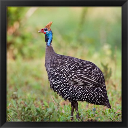 Framed Tanzania. Helmeted Guineafowl at Tarangire NP. Print