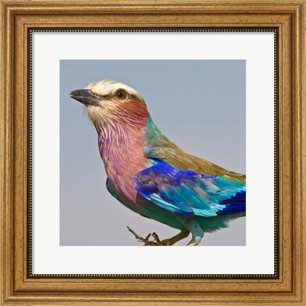 Framed Lilac-breasted Roller Bird Print