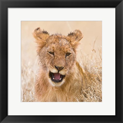 Framed Tanzania. Lion cub after kill in Serengeti NP. Print