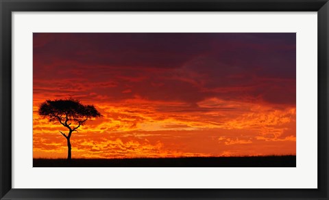 Framed Umbrella Thorn Acacia against a Red Sky, Kenya Print