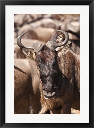 Framed White-bearded Wildebeest, Masai Mara Game Reserve, Kenya Print