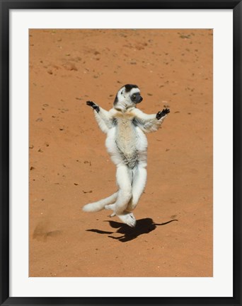 Framed Verreauxs Sifaka, primate, Madagascar Print