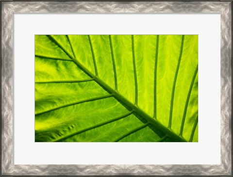 Framed Tropical foliage in Alexandria and the Amphitheater, Egypt Print