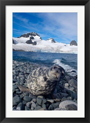 Framed Weddell seal, beach, Western Antarctic Peninsula Print