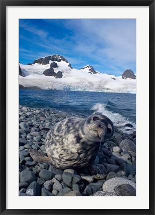 Framed Weddell seal, beach, Western Antarctic Peninsula Print