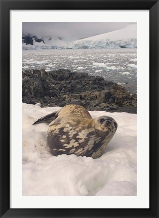 Framed Weddell seal resting, western Antarctic Peninsula Print