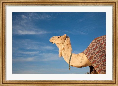 Framed Camel, Tunisia Print