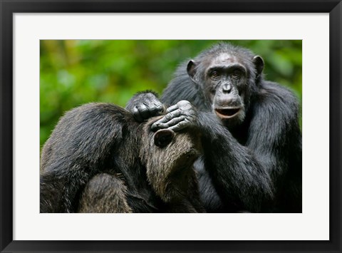 Framed Uganda, Kibale Forest Reserve, Chimpanzee, primate Print
