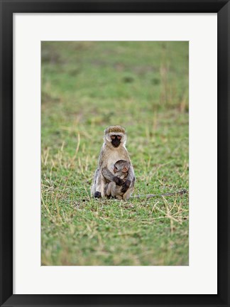 Framed Vervet monkey, Serengeti National Park, Tanzania Print