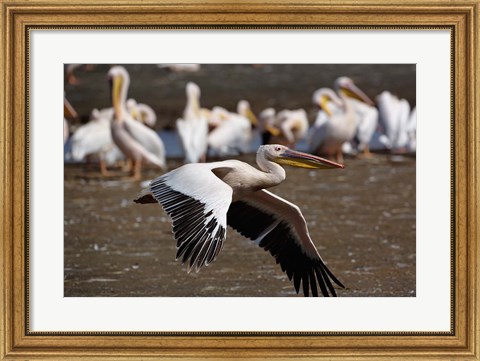 Framed White Pelican birds in flight, Lake Nakuru, Kenya Print