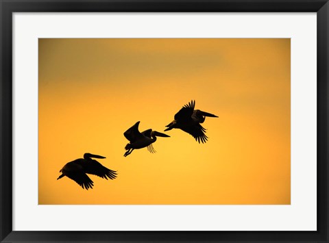 Framed White Pelican birds, Lake Manyara National Park, Tanzania Print