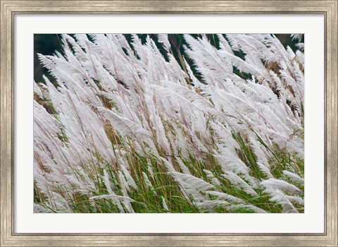 Framed Wild dogtail grasses swaying in wind, Bhutan Print