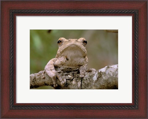 Framed Tree Frog, Phinda Reserve, South Africa Print