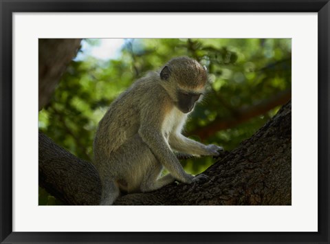Framed Vervet monkey, Victoria Falls, Zimbabwe, Africa Print