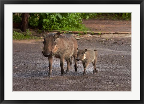 Framed Warthog and babies, Chobe Safari Lodge, Kasane, Botswana, Africa Print