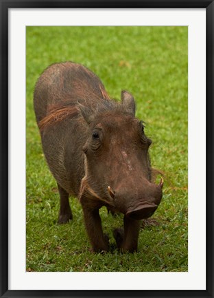 Framed Warthog, Phacochoerus africanus, Kruger NP, South Africa Print