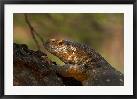 Framed White-throated monitor, Kruger NP, South Africa Print