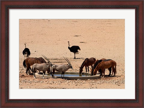 Framed Wildlife at Garub waterhole, Namib-Naukluft NP, Namibia, Africa. Print