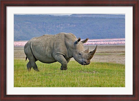 Framed White Rhinoceros and Lesser Flamingos, Lake Nakuru National Park, Kenya Print