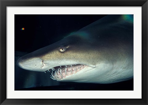 Framed Head of a Great White Shark, South Africa Print