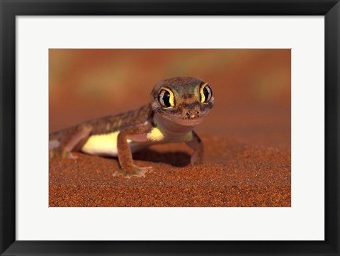 Framed Web-footed Gecko, Namib National Park, Namibia Print