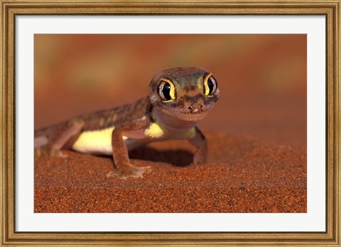 Framed Web-footed Gecko, Namib National Park, Namibia Print