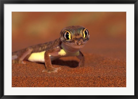 Framed Web-footed Gecko, Namib National Park, Namibia Print