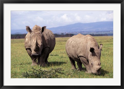 Framed White Rhinoceros grazing, Lake Nakuru National Park, Kenya Print