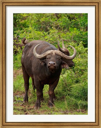 Framed Water Buffalo, Hluhulwe Game Reserve, South Africa Print