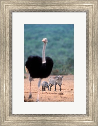 Framed Warthog &amp; offspring, Addo National Park, South Africa Print
