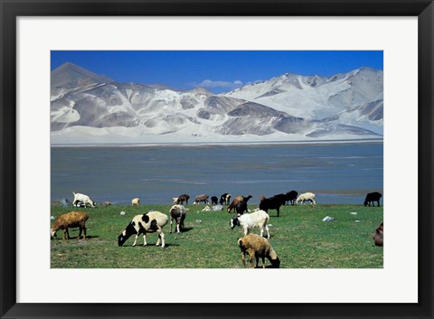 Framed View of Grazing Sheep, Karakuli Lake and Mt Kunlun, Silk Road, China Print