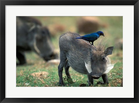 Framed Warthog and Blue-Eared Starling, Pilanesburg Gr, South Africa Print