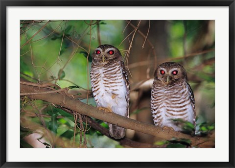 Framed White Browed Owls, Madagascar Print
