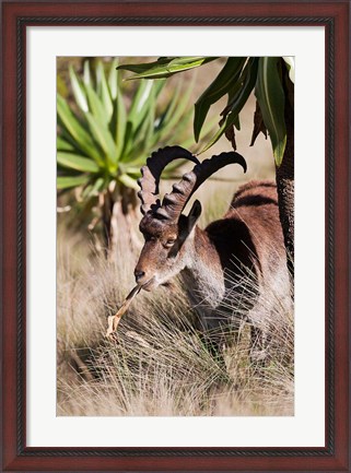 Framed Close Up of Walia Ibex, Ethiopia Print