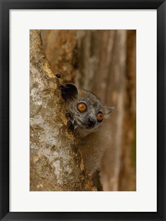 Framed White-footed sportive lemur, Berenty Reserve, MADAGASCAR Print