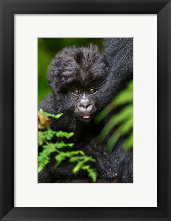 Framed Umubano Group Of Mountain Gorillas, Volcanoes National Park, Rwanda Print