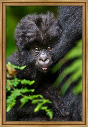 Framed Umubano Group Of Mountain Gorillas, Volcanoes National Park, Rwanda Print