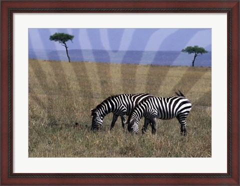 Framed Zebra on the Serengeti, Kenya Print