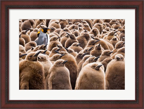 Framed Young King Penguin Chicks in Brown Coats, South Georgia Island, Antarctica Print