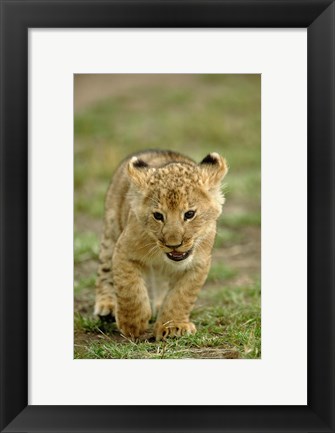 Framed Young lion cub, Masai Mara Game Reserve, Kenya Print