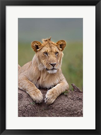 Framed Young male lion on termite mound, Maasai Mara, Kenya Print