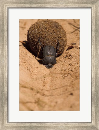 Framed Zimbabwe. Dung Beetle insect rolling dung ball Print