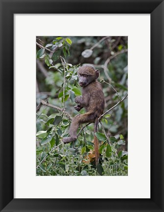 Framed Baby Olive Baboon riding on mother&#39;s back, Kenya Print