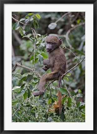 Framed Baby Olive Baboon riding on mother&#39;s back, Kenya Print
